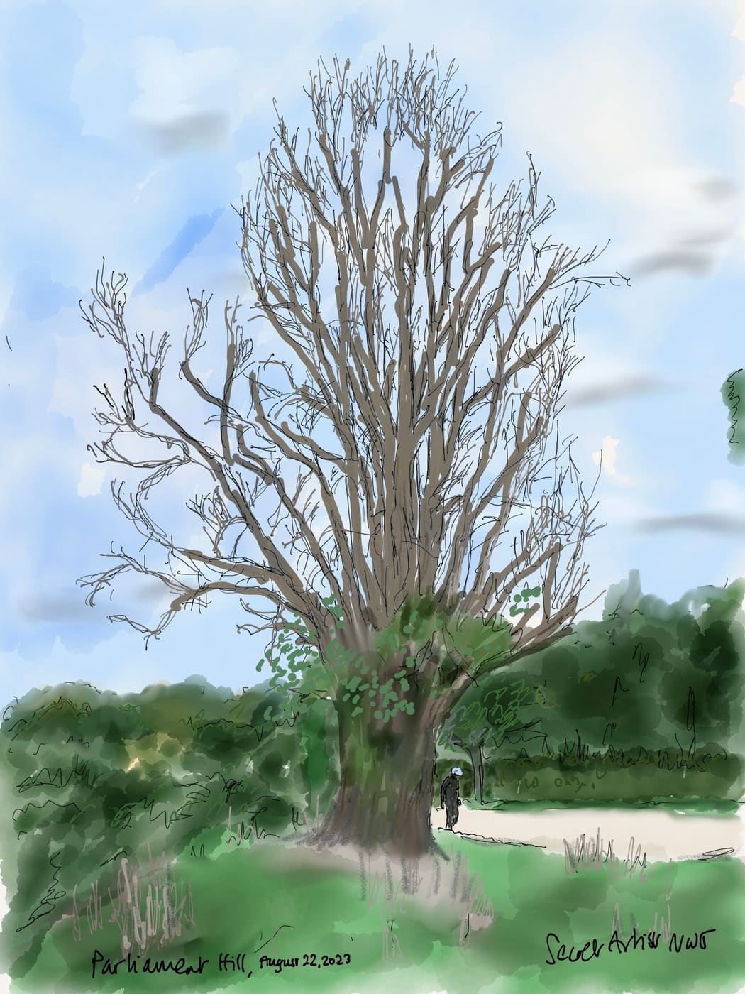 Old Willow Tree, Parliament Hill Fields, July 2023