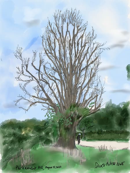 Old Willow Tree, Parliament Hill Fields, July 2023