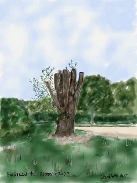 Old Willow Tree Pruned, Parliament Hill Fields, October, 2023